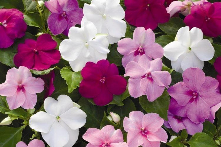 Бальзамин (70 фото): посадка и уход, выращивание