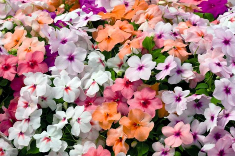 Бальзамин Уоллера - Виды бальзамина