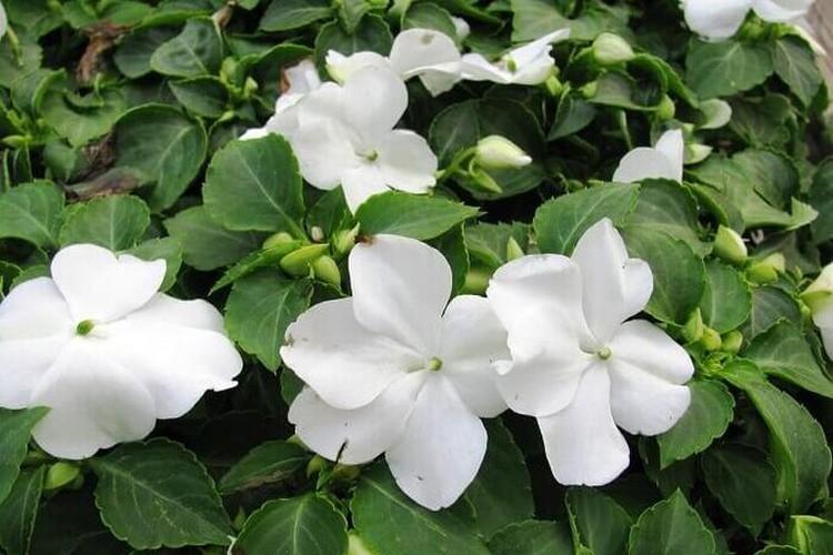 Температура - Уход за бальзамином