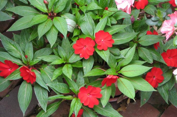 Обрезка - Уход за бальзамином