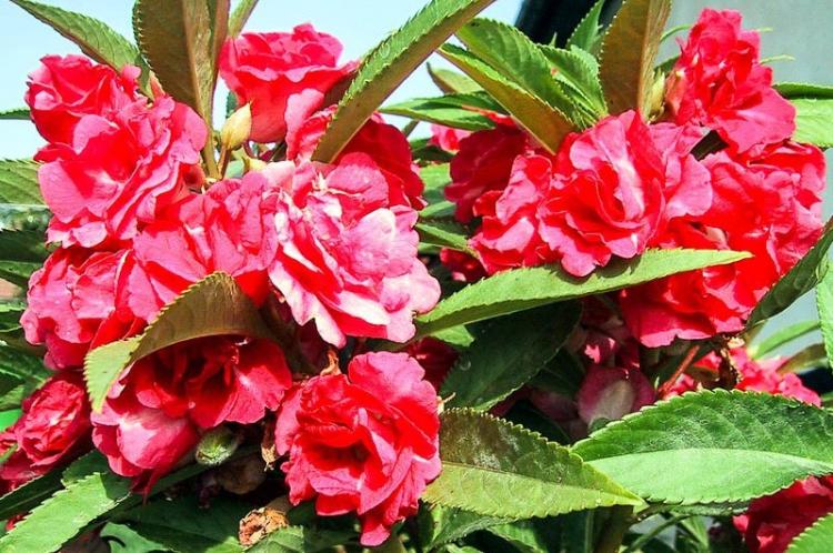 Бальзамин - фото