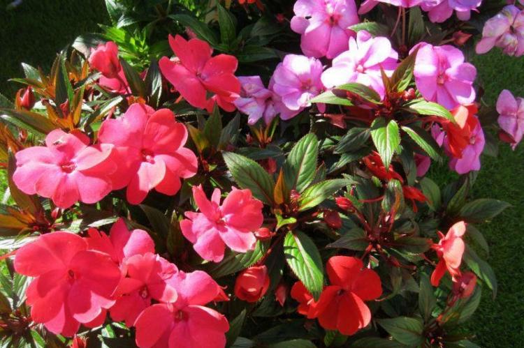 Бальзамин - фото