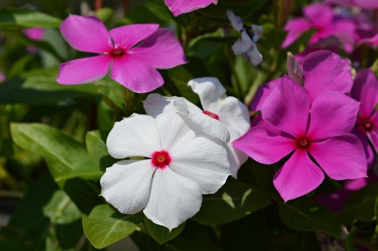 Бальзамин - фото