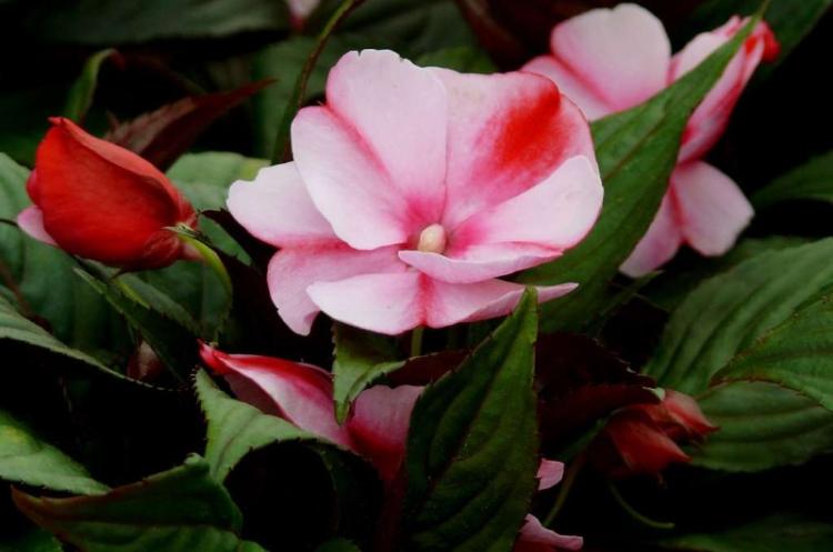 Бальзамин - фото