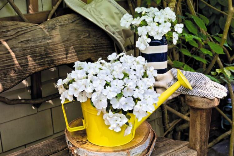 Бальзамин - фото