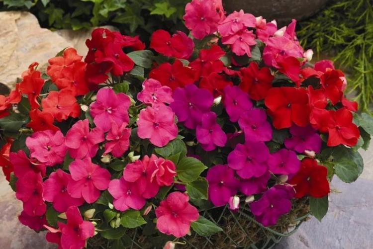 Бальзамин - фото