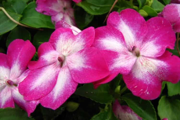 Бальзамин - фото