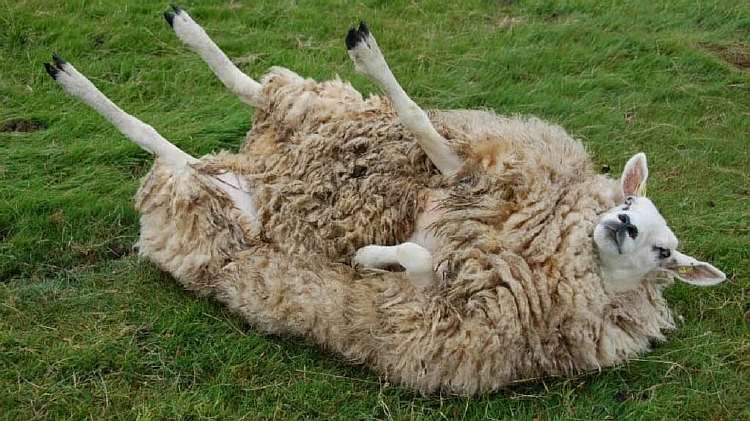 Бараны: удивительные животные и их поведение