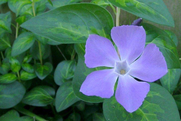 Большой барвинок - Виды и сорта барвинка