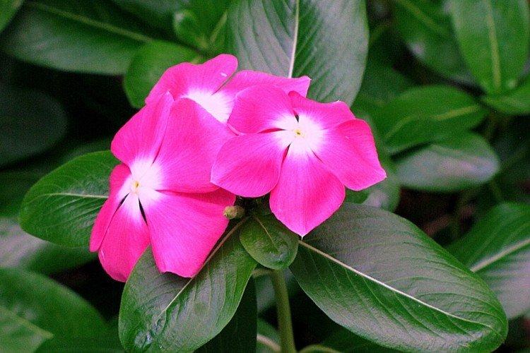 Розовый барвинок - Виды и сорта барвинка