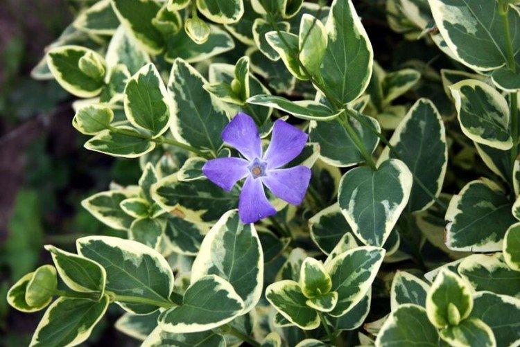 Пестролистный барвинок - Виды и сорта барвинка