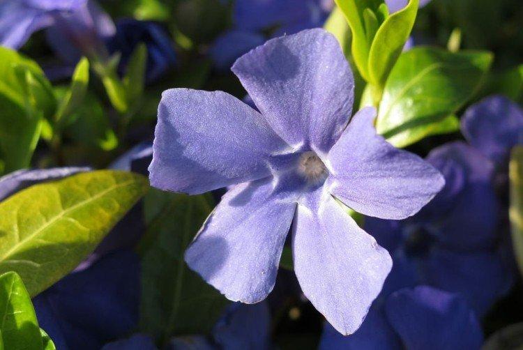 Температура и освещение - Уход за барвинком