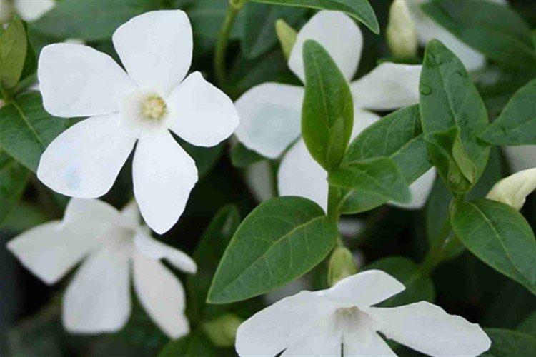 Почва - Уход за барвинком