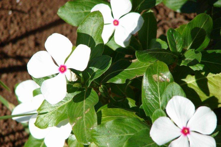 Удобрения и подкормка - Уход за барвинком