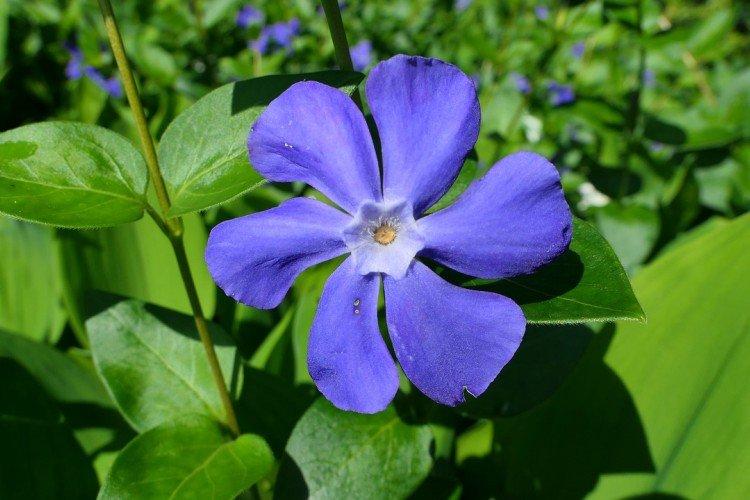 Пересадка и размножение - Уход за барвинком