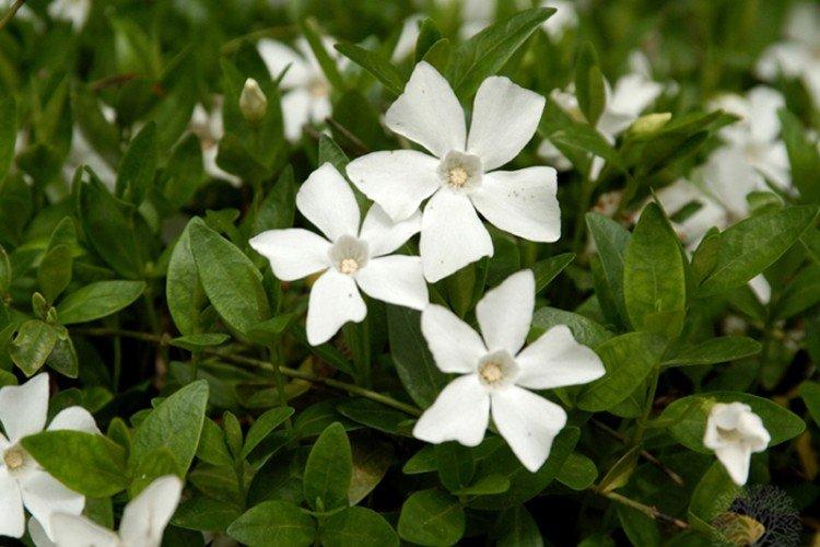 Барвинок - фото