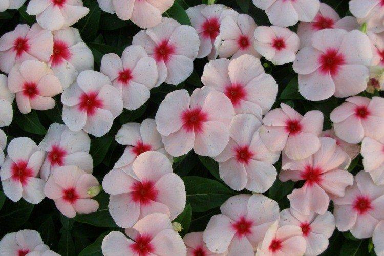 Барвинок - фото