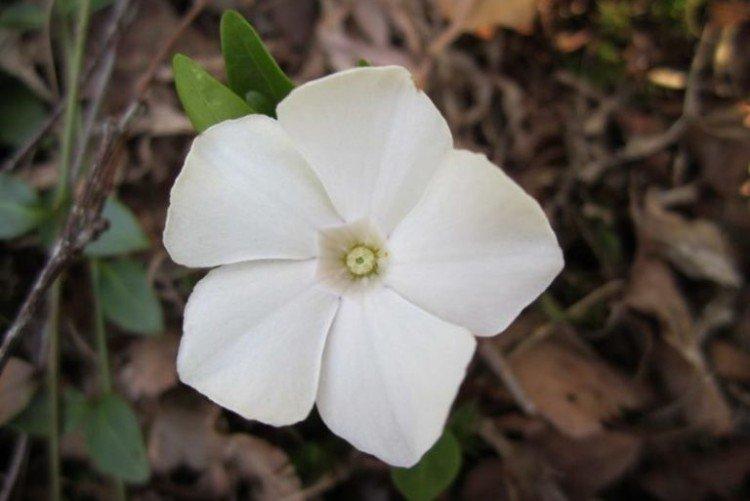 Барвинок - фото