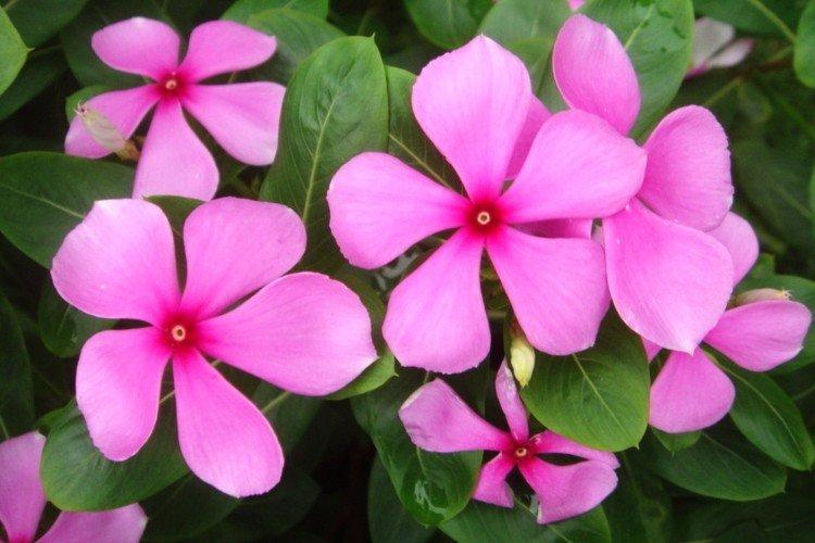 Барвинок - фото