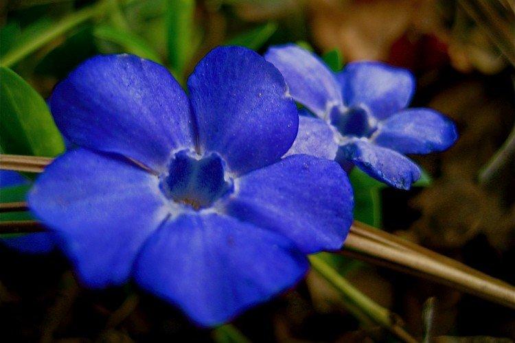 Барвинок - фото