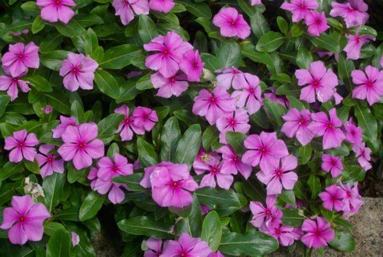 Барвинок - фото