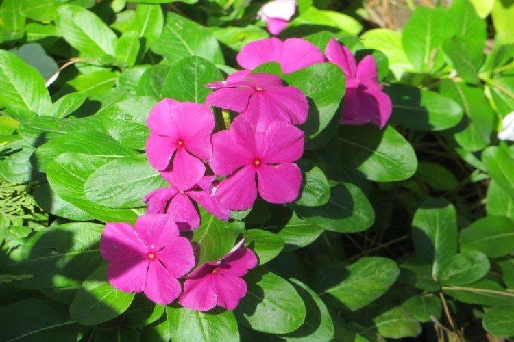 Барвинок - фото