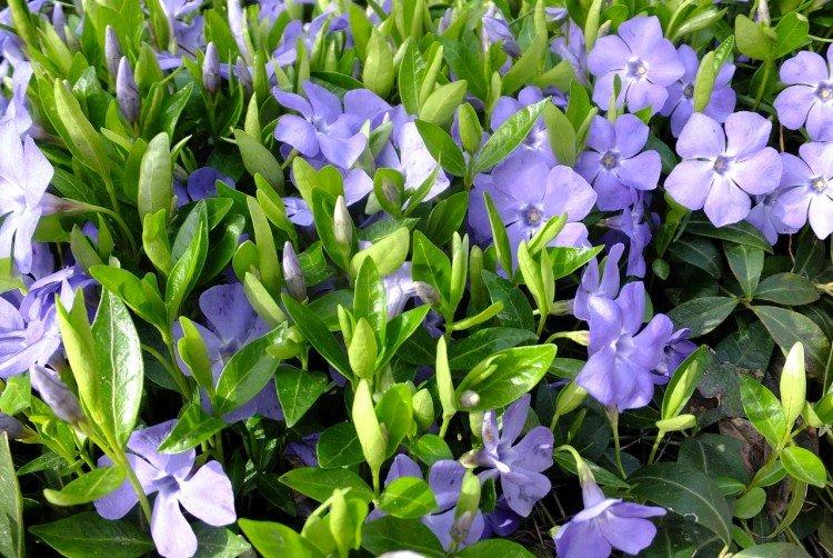 Барвинок - фото