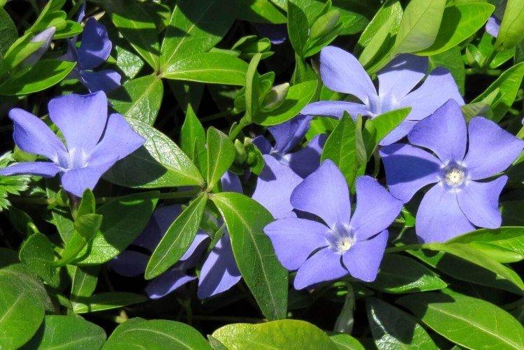 Барвинок - фото