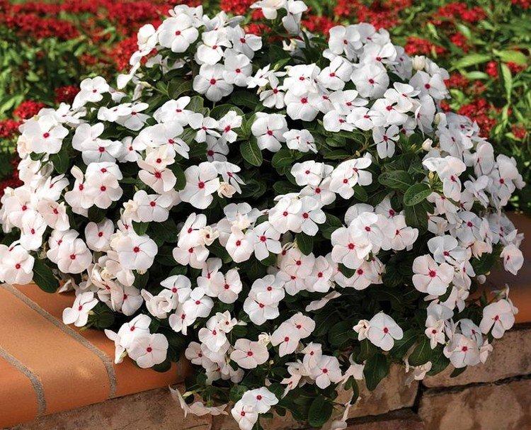 Барвинок - фото