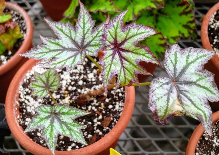 Освещение - Уход за бегонией