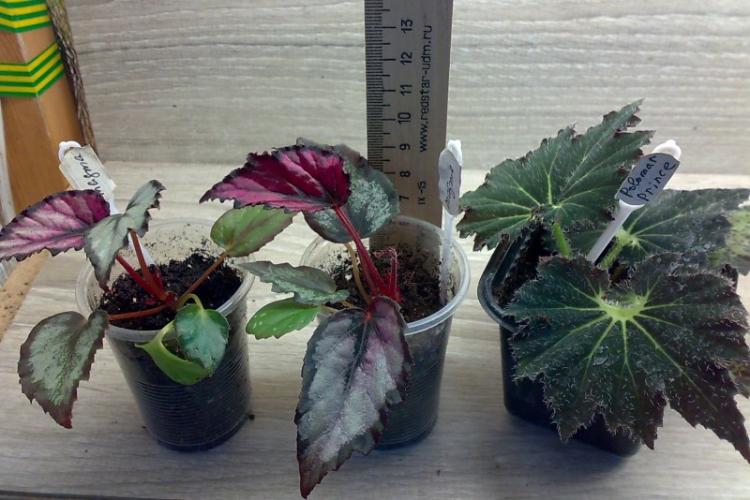 Удобрения и подкормка - Уход за бегонией