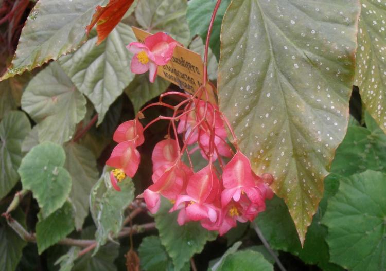 Бегония - фото