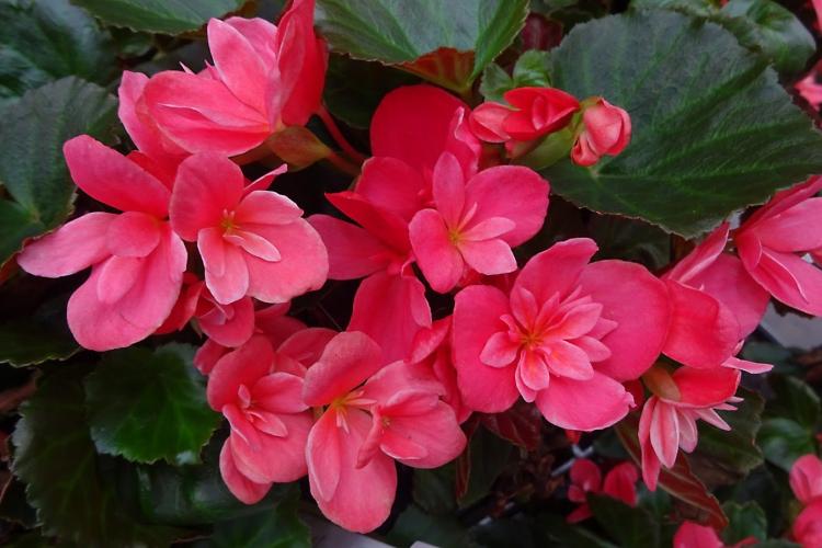 Бегония - фото