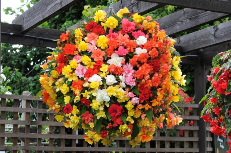 Бегония - фото