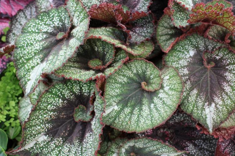 Бегония - фото