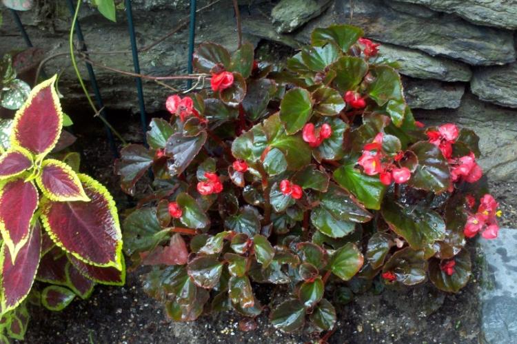 Бегония - фото