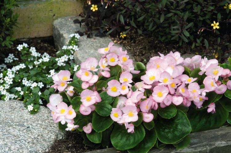 Бегония - фото