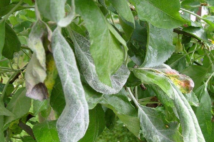 Мучнистая роса - Болезни груши, описание с фото и лечение