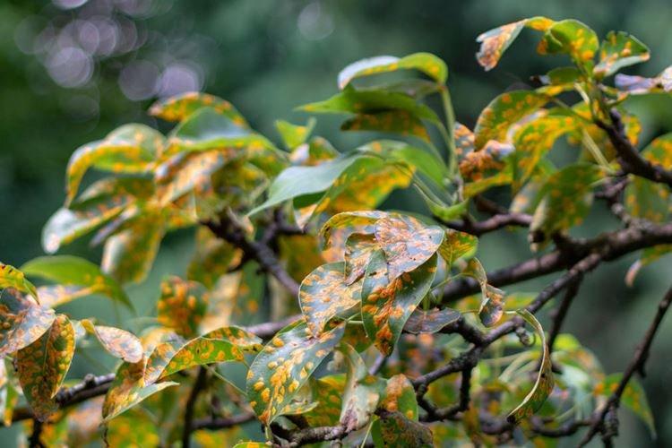 Ржавчина - Болезни груши, описание с фото и лечение