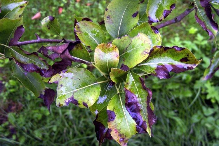 Бактериальный ожог - Болезни груши, описание с фото и лечение