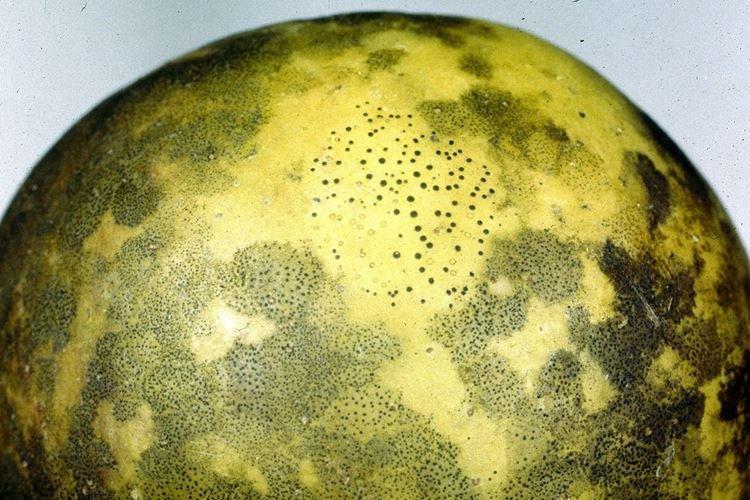 Сажистый грибок - Болезни груши, описание с фото и лечение