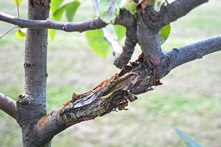 Черный рак - Болезни груши, описание с фото и лечение