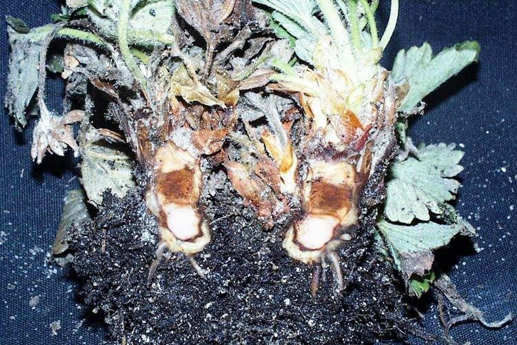 Ризоктониоз - Болезни клубники, описание с фото и лечение