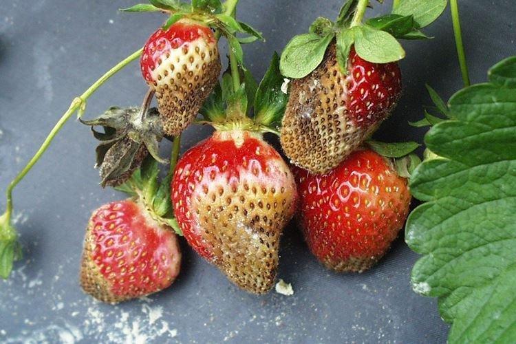 Фитофтороз - Болезни клубники, описание с фото и лечение