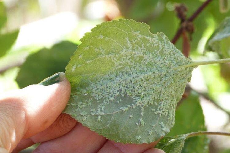 Пупырышки и бугорки на листьях - Болезни листьев у абрикоса