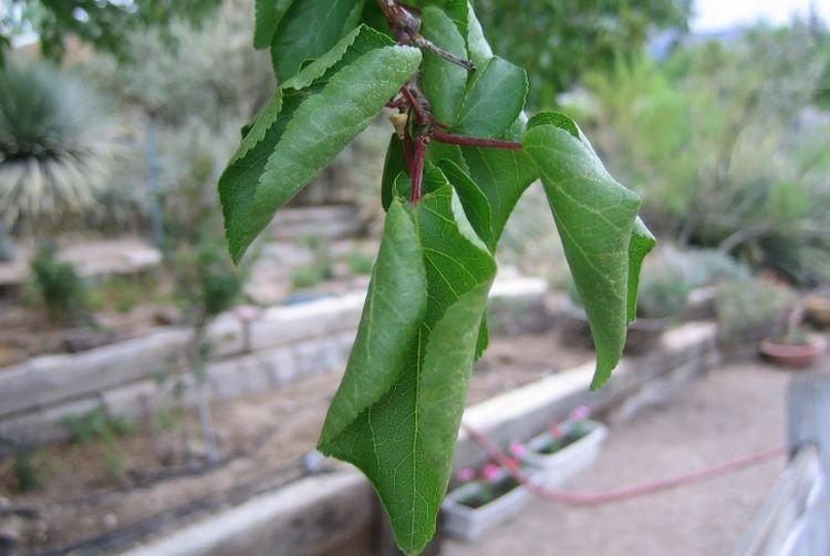 Скручиваются листья - Болезни листьев у абрикоса