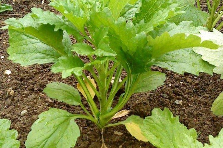 Листья желтеют и сохнут - Болезни листьев у астры