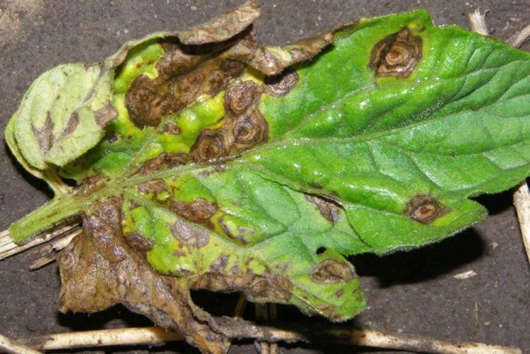 Чернеют листья - Болезни листьев у астры