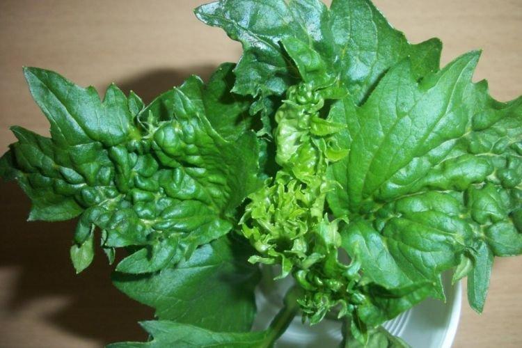 Скручиваются листья - Болезни листьев у астры