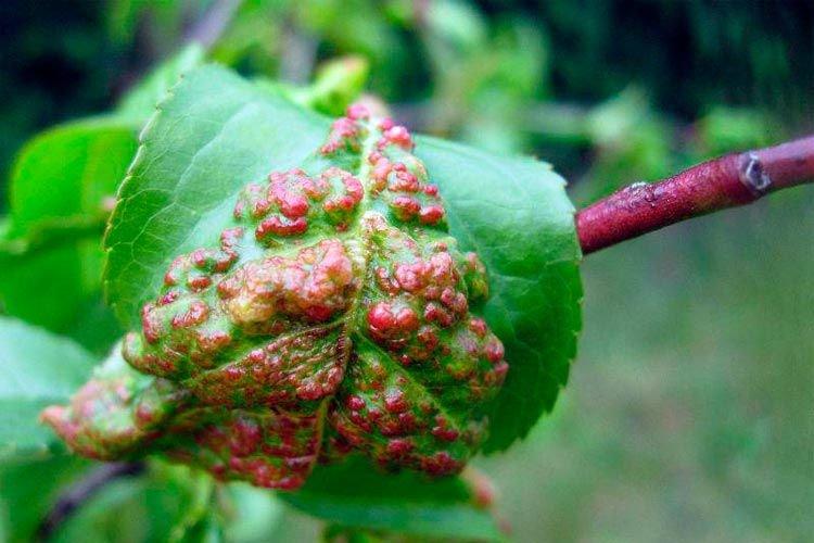 Пупырышки и бугорки на листьях - Болезни листьев черешни